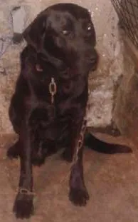 Cachorro raça labrador idade 3 anos nome sadan