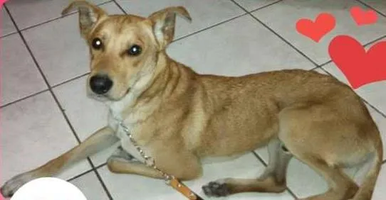 Cachorro ra a SRD idade 2 anos nome Magrelo