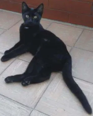 Gato raça SRD idade 2 a 6 meses nome Manchinha
