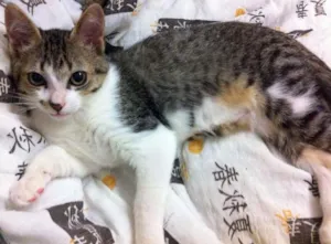 Gato raça SRD idade 2 a 6 meses nome Brad