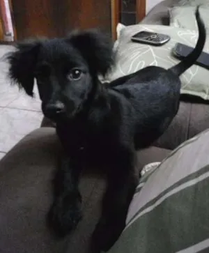 Cachorro raça SRD idade 2 a 6 meses nome Sem nome