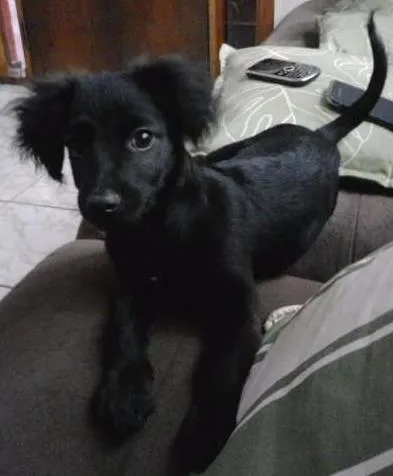 Cachorro ra a SRD idade 2 a 6 meses nome Sem nome