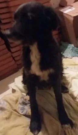 Cachorro ra a Não sei  idade 2 anos nome Pretinha