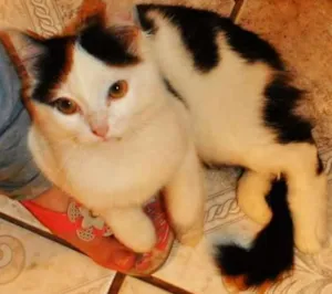 Gato raça SRD idade 3 anos nome Pururu