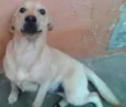 Apolo