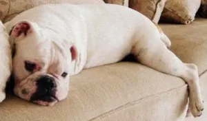 Cachorro raça Mistura de Boxer/ Bulldog Inglês idade 5 anos nome Wilson e Shukran
