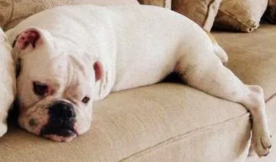Cachorro ra a Mistura de Boxer/ Bulldog Inglês idade 5 anos nome Wilson e Shukran