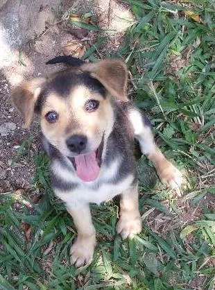 Cachorro ra a SRD idade 2 a 6 meses nome Rolêzinha