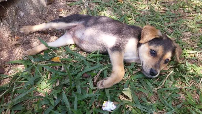 Cachorro ra a SRD idade 2 a 6 meses nome Rolêzinha