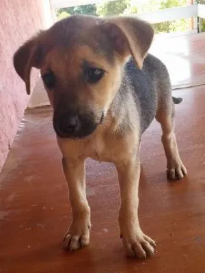 Cachorro raça SRD idade 2 a 6 meses nome Bob