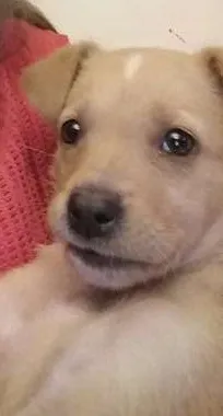 Cachorro raça SRD idade 2 a 6 meses nome Cookie