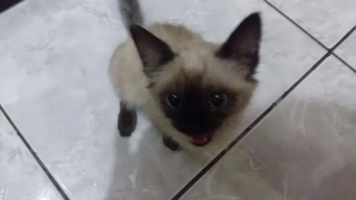 Gato ra a Siamês  idade 2 a 6 meses nome Felippa