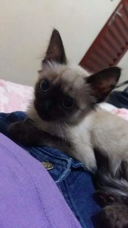 Gato ra a Siamês  idade 2 a 6 meses nome Felippa