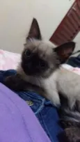 Felippa