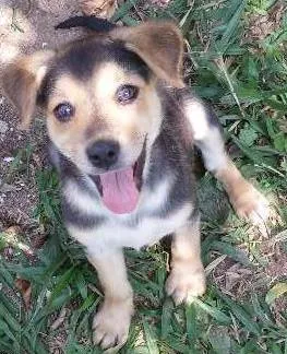 Cachorro raça SRD idade 2 a 6 meses nome Rolêzinha