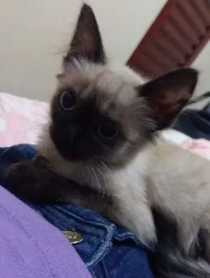 Gato raça Siamês  idade 2 a 6 meses nome Felippa