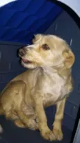 Cachorro raça sem raça idade 2 anos nome sem nome