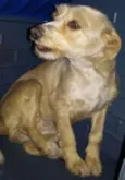 Cachorro raça sem raça idade 2 anos nome sem nome