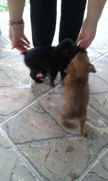 Cachorro ra a SRD idade 2 a 6 meses nome Bebes Itapevi