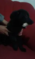 Bebes Itapevi