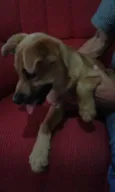 Bebes Itapevi