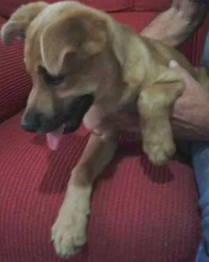 Cachorro raça SRD idade 2 a 6 meses nome Bebes Itapevi