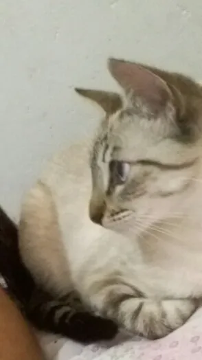 Gato ra a Ciames e virá lata idade 7 a 11 meses nome Nina e Lila 