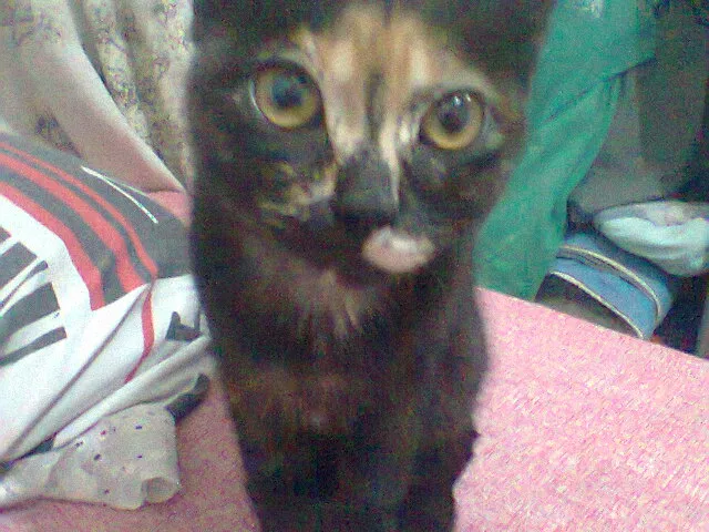 Gato ra a Ciames e virá lata idade 7 a 11 meses nome Nina e Lila 