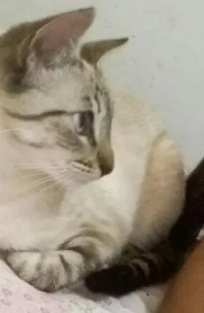 Gato ra a Ciames e virá lata idade 7 a 11 meses nome Nina e Lila 