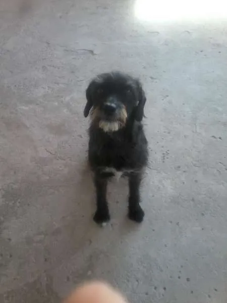 Cachorro ra a Poodle idade 2 anos nome Pantera