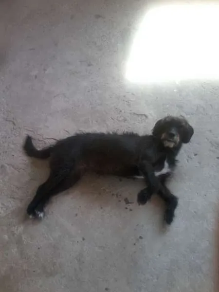 Cachorro ra a Poodle idade 2 anos nome Pantera