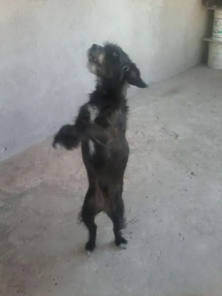 Cachorro ra a Poodle idade 2 anos nome Pantera