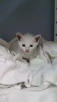Mingau