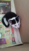 Bixano