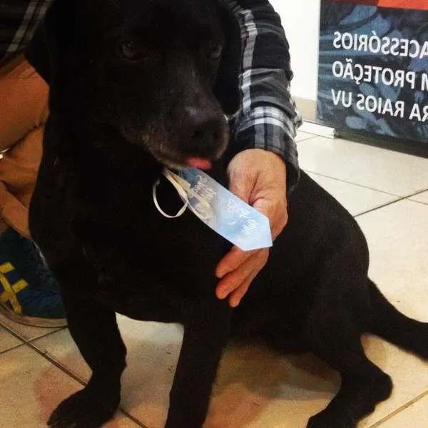 Cachorro ra a indefinida idade 2 anos nome sem nome