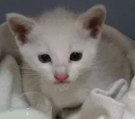 Gato raça  idade Abaixo de 2 meses nome Mingau