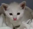 Mingau