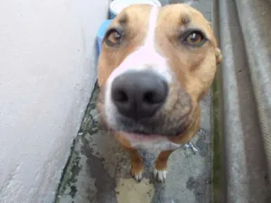 Cachorro raça Pit-Bull idade 1 ano nome PANTERA