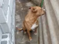 PANTERA