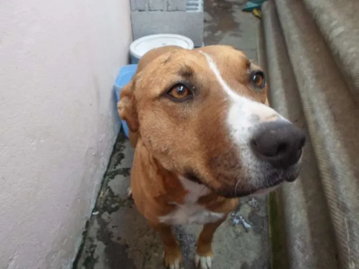 Cachorro ra a Pit-Bull idade 1 ano nome PANTERA