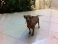 Piscuila