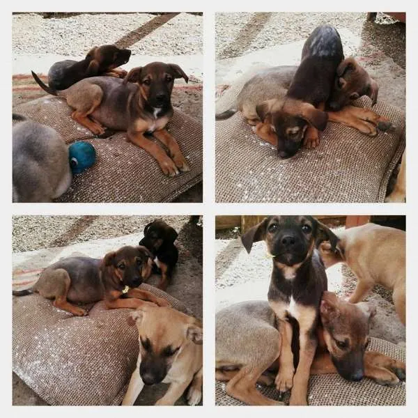 Cachorro ra a SRD idade 2 a 6 meses nome Bebês