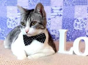 Gato raça SRD idade 2 anos nome Dunga