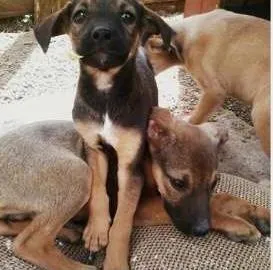 Cachorro ra a SRD idade 2 a 6 meses nome Bebês