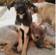 Bebês