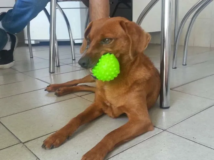 Cachorro raça SRD idade 6 ou mais anos nome Pedrinho