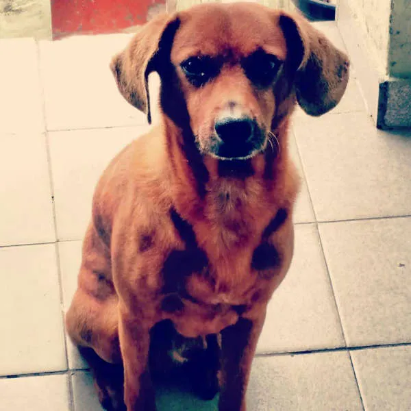Cachorro raça SRD idade 6 ou mais anos nome Pedrinho