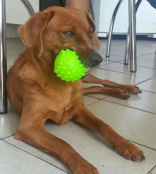 Cachorro raça SRD idade 6 ou mais anos nome Pedrinho