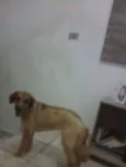 Maila