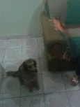 Maila